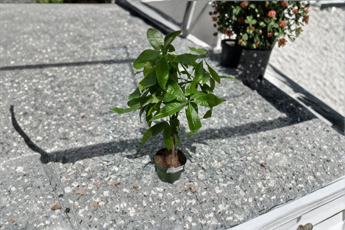 Money Tree Live Plant, Pachira Aquatica, Indoor Houseplant, Fully Rooted Tropical Starter, Green Foliage, Easy Care
