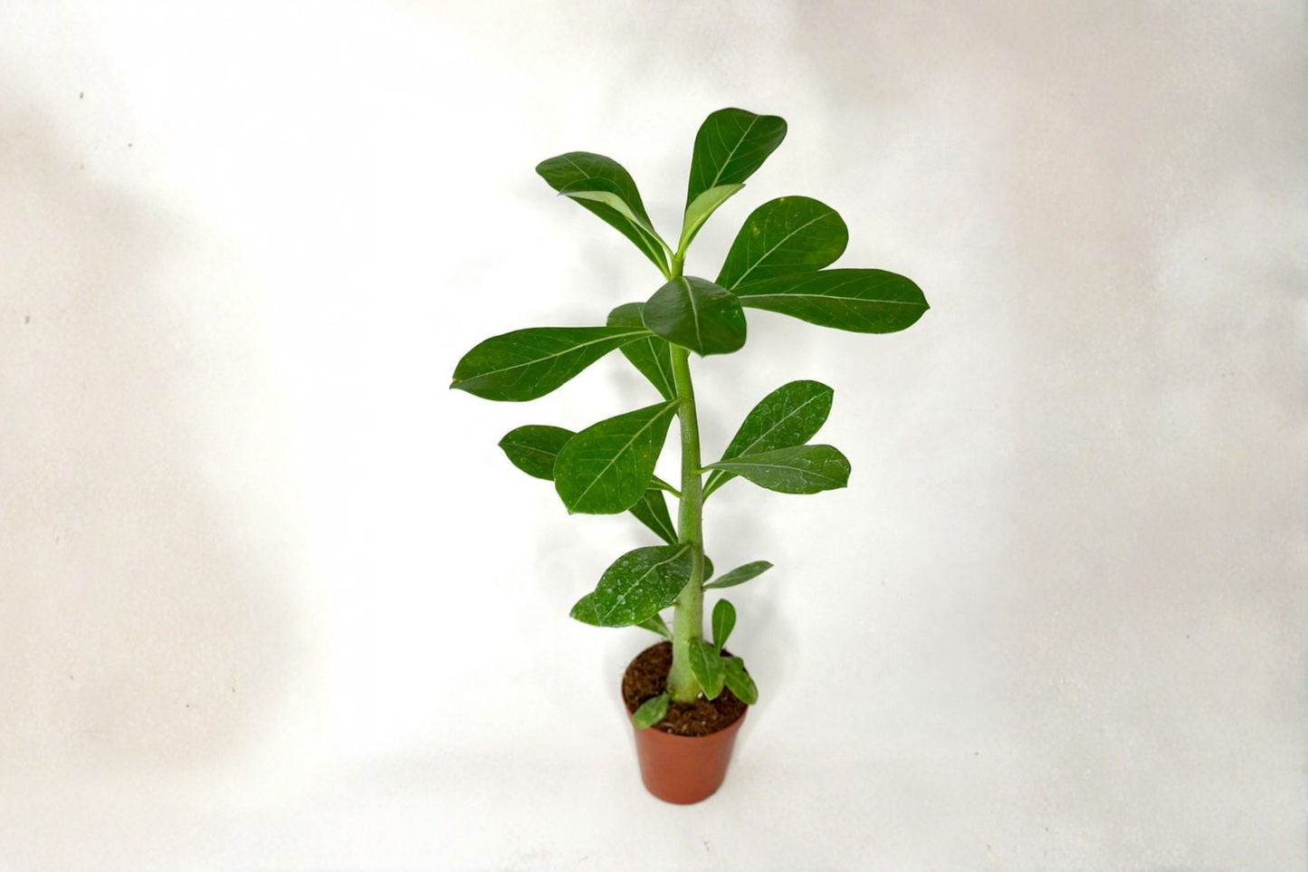 Desert Rose Live Plant in 2-Inch Pot, Adenium Obesum, Blooming Succulent, Tropical Houseplant, Sun-Loving Gift