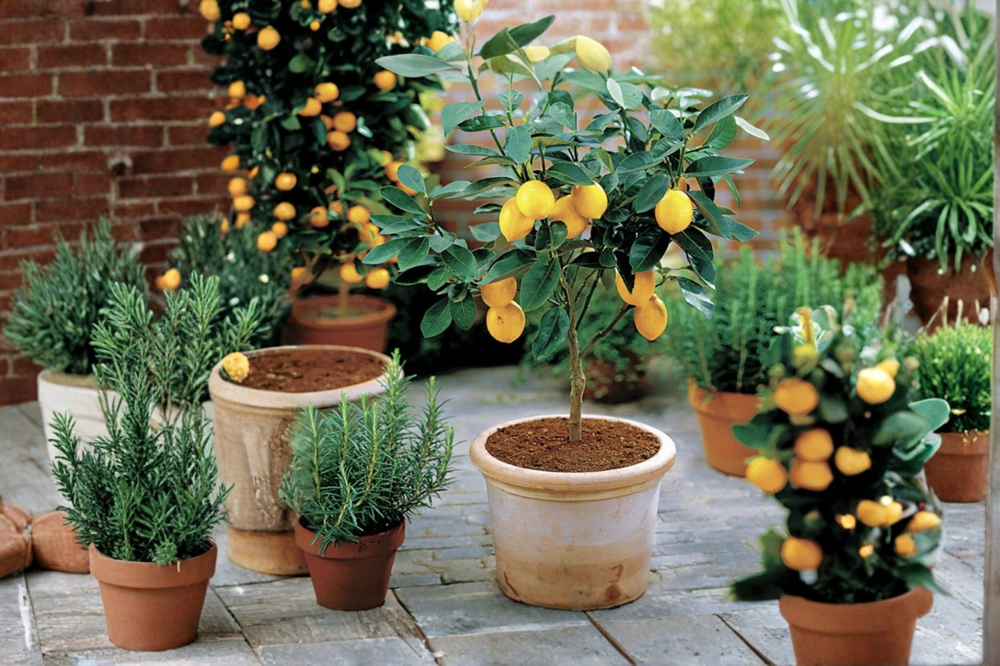 Improved Meyer Lemon Tree Grafted Live Plant – Self-Pollinating Citrus for Patio, Container, Garden – Citrus × meyeri