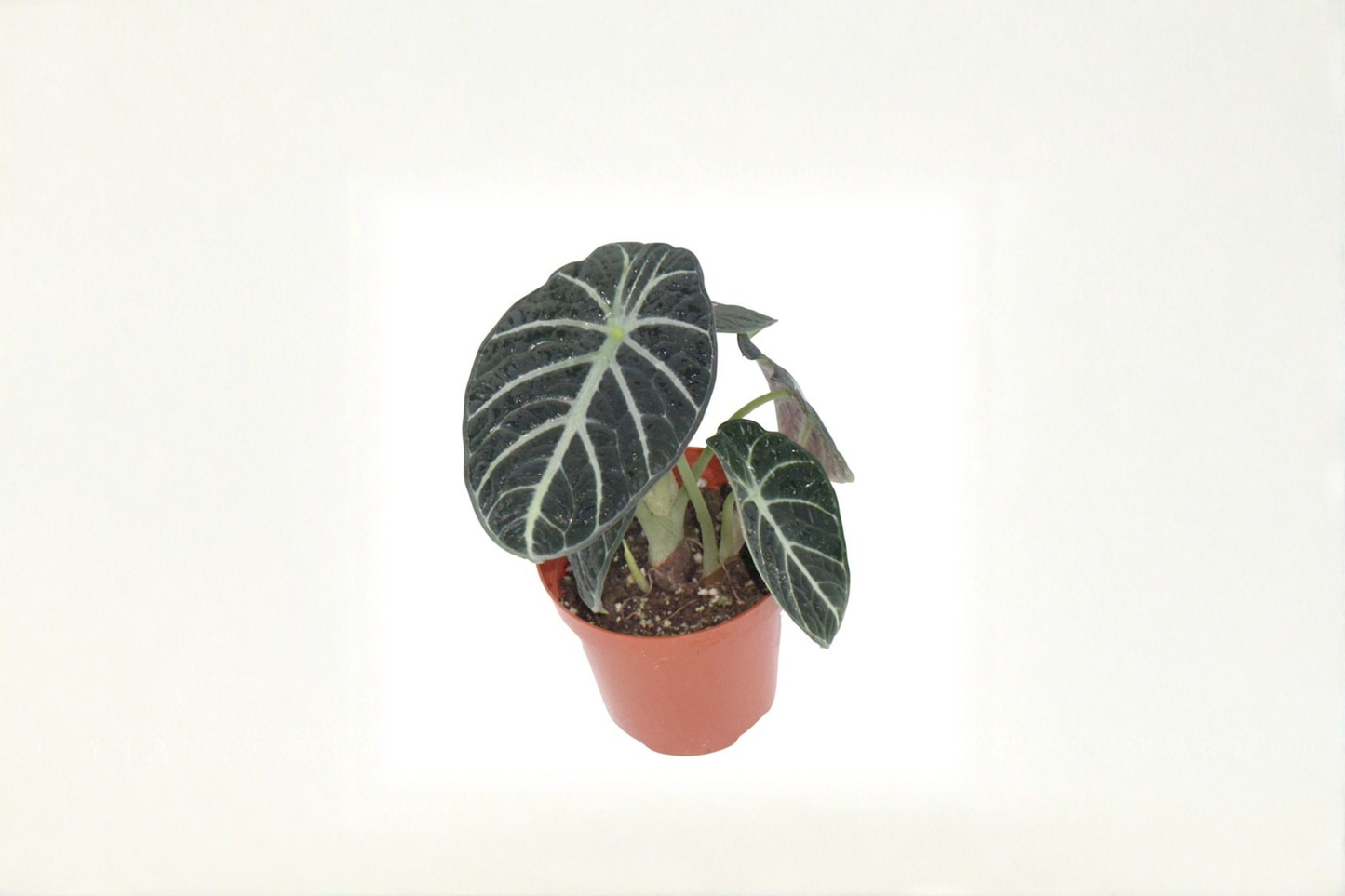 Alocasia Ninja Live Plant, 4-Inch Rooted Elephant Ear Houseplant, Tropical Indoor Decor, Dark Green Foliage, Gift