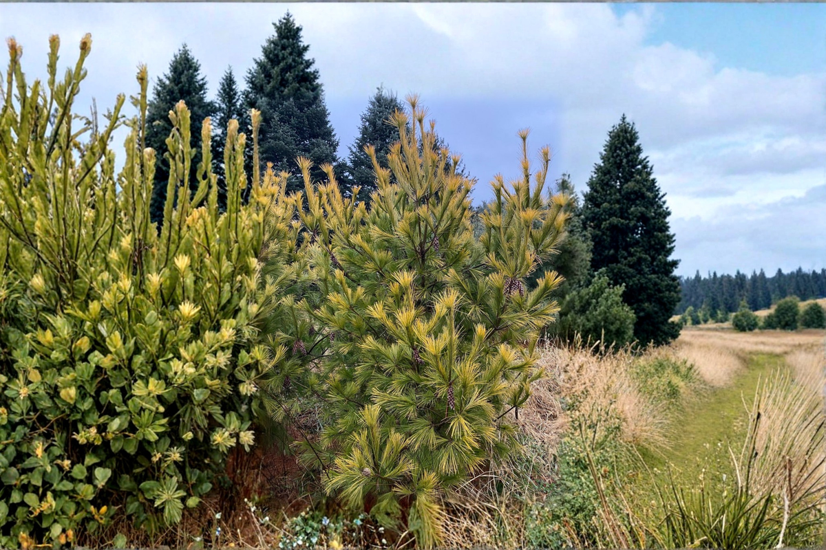 Golden Eastern White Pine ‘Louie’ Live Plant – 18 Inch Evergreen Conifer in 1 Gallon Pot, Pinus strobus Foliage