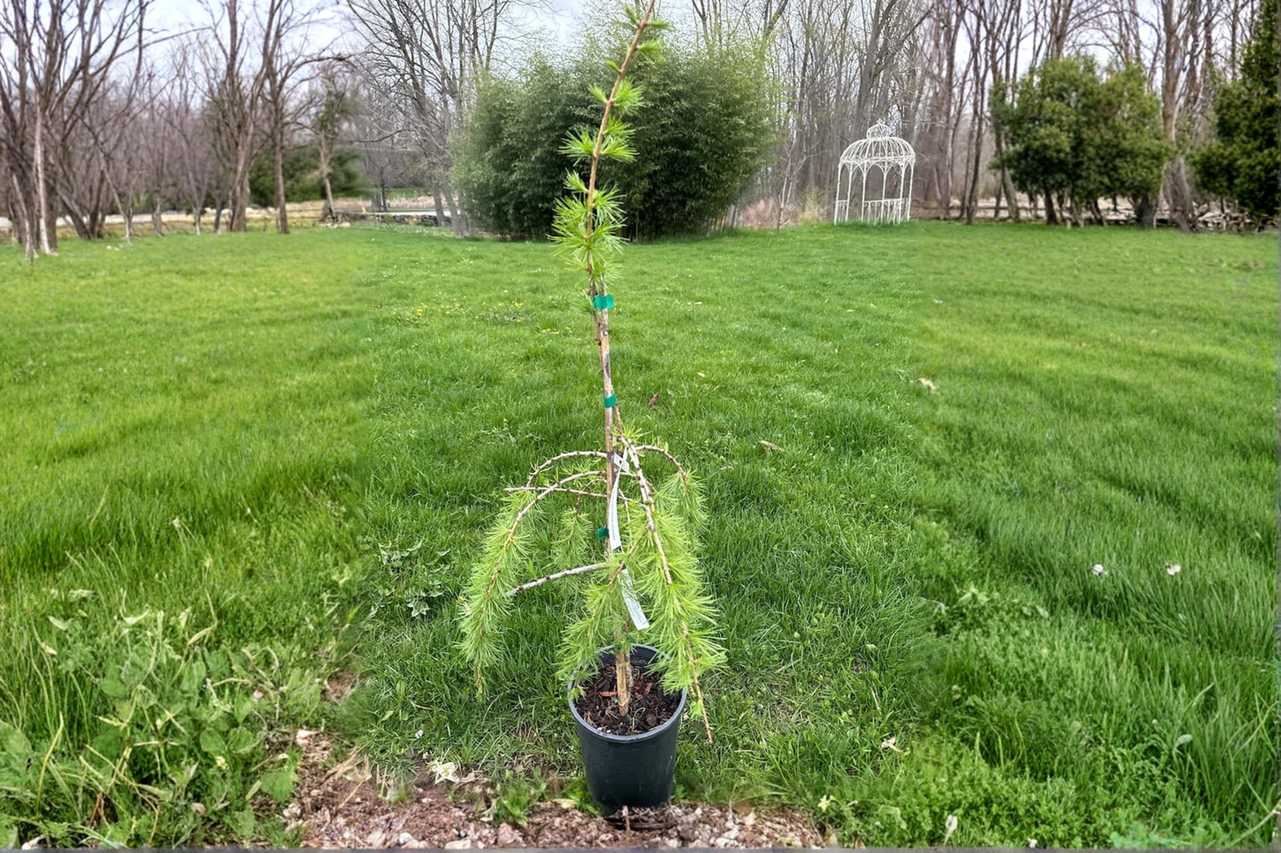 Varied Directions Larch Live Plant 12 Inch Deciduous Conifer in 1-Gallon Pot Larix eurolepis