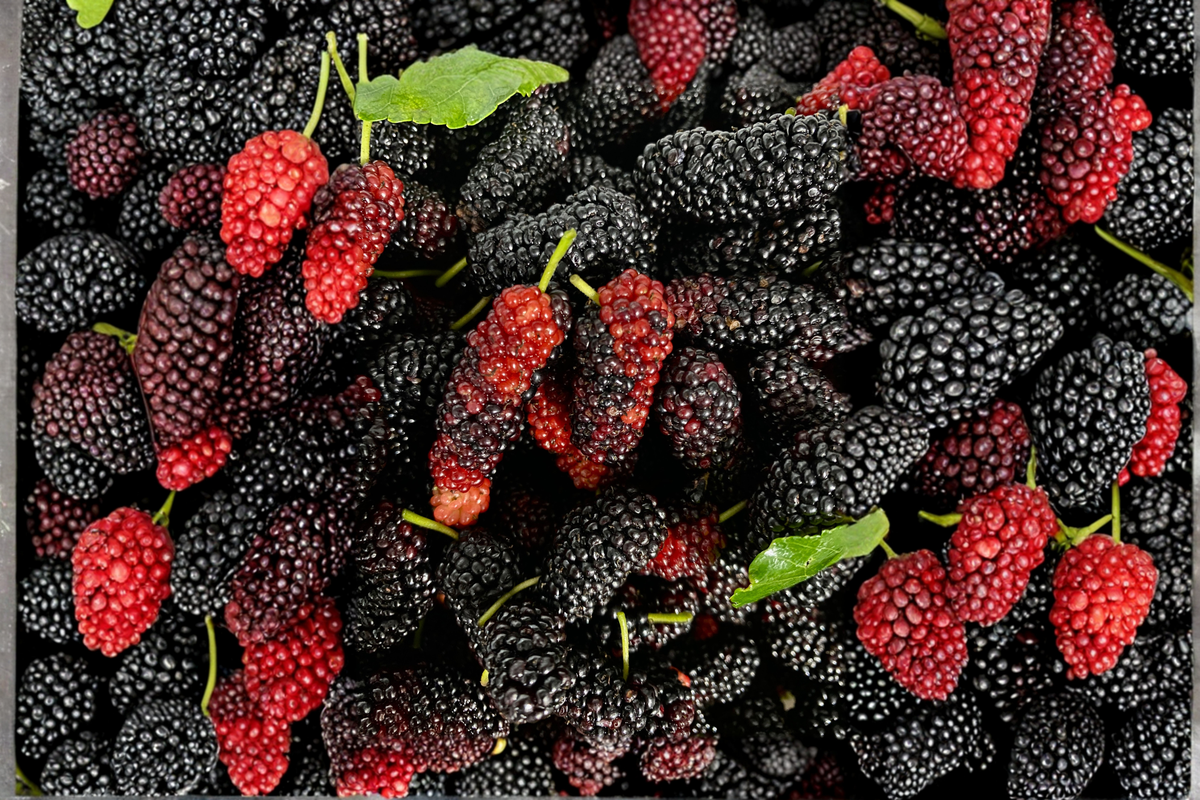 Dwarf Everbearing Mulberry Live Plant – Morus nigra Edible Fruit Tree for Small Spaces