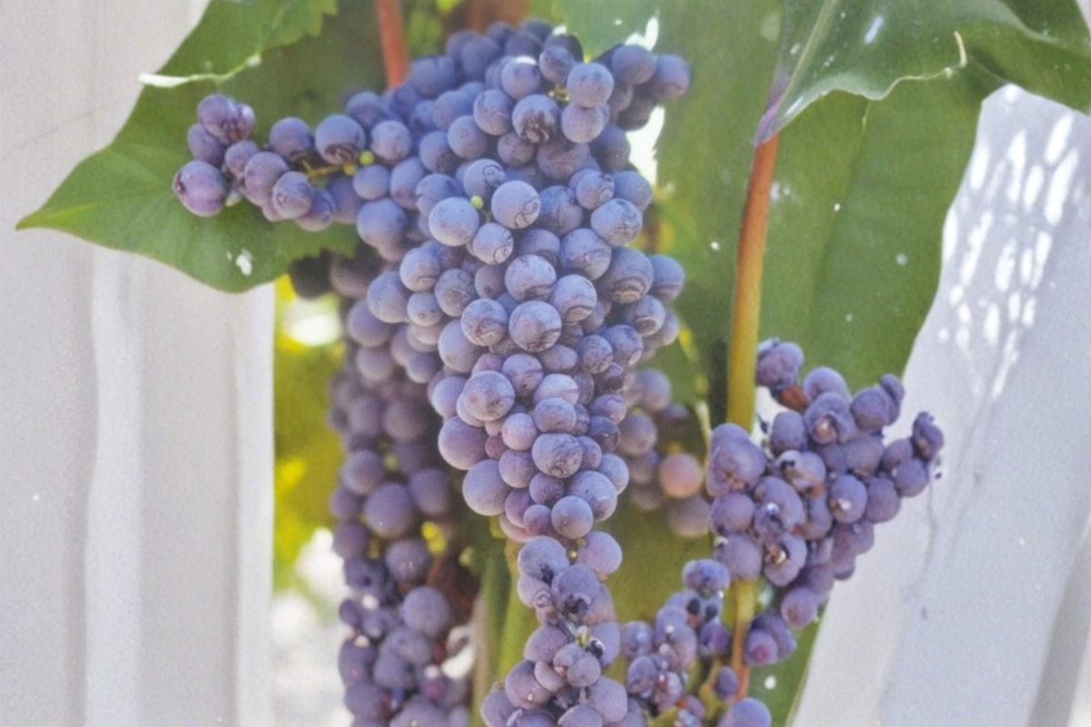 Live Mars Seedless Grape Vine in 2-Gallon Container, Climbing Fruit Vine for Garden Vineyard, Sweet Seedless Grapes, Vitis labrusca