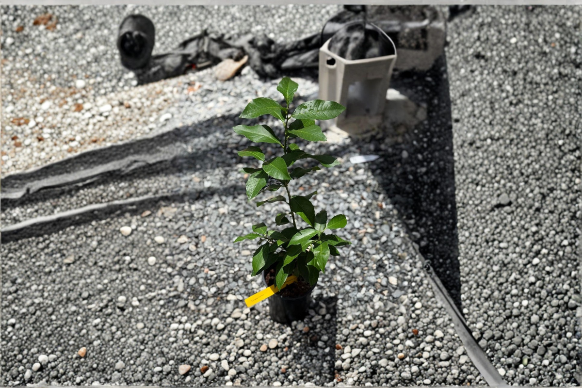 Grafted Eureka Lemon Tree Live Citrus Plant for Container Patio Garden Citrus Limon
