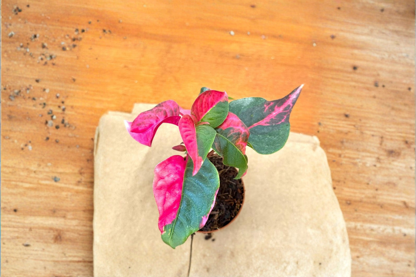 Alternanthera Party Time Live Plant | Pink Variegated Tropical Houseplant in 2 Inch Pot | Indoor or Outdoor Decorative Foliage Plant