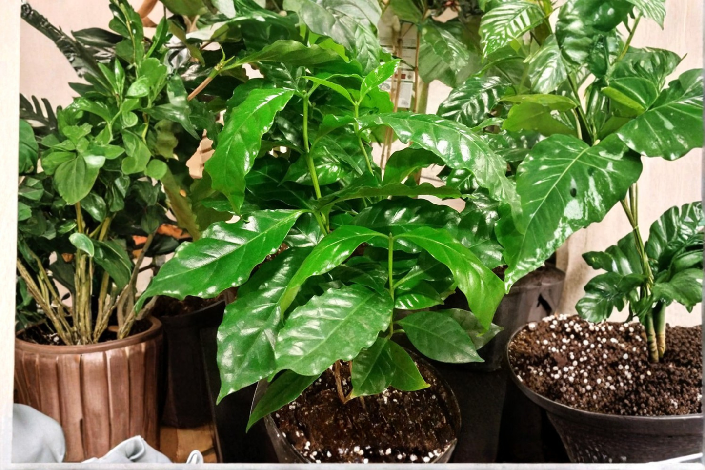 Coffee Arabica Live Plant in 4-Inch Pot – Coffea arabica Evergreen Tropical Shrub