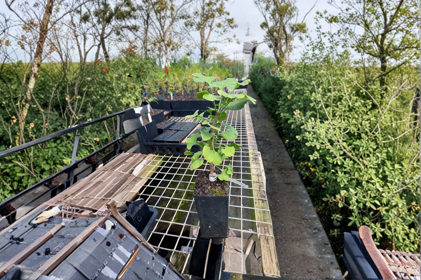 Ginkgo biloba ‘Jehoshaphat’ Live Plant, 6-Inch Graft, Ornamental Fan Leaf Tree, Deciduous Garden Tree