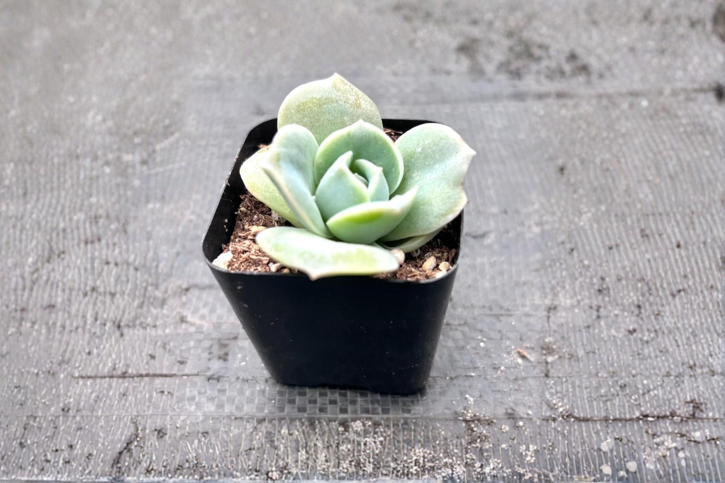 Echeveria Lovely Rose Succulent Plant in 2 Inch Pot, Rose-Shaped Indoor Succulent, Live Plant for Home Decor & Gift