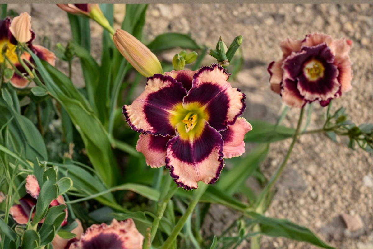 Pink Daylily Bare Root Plants – Rock Solid Hemerocallis Perennial for Borders & Garden Beds