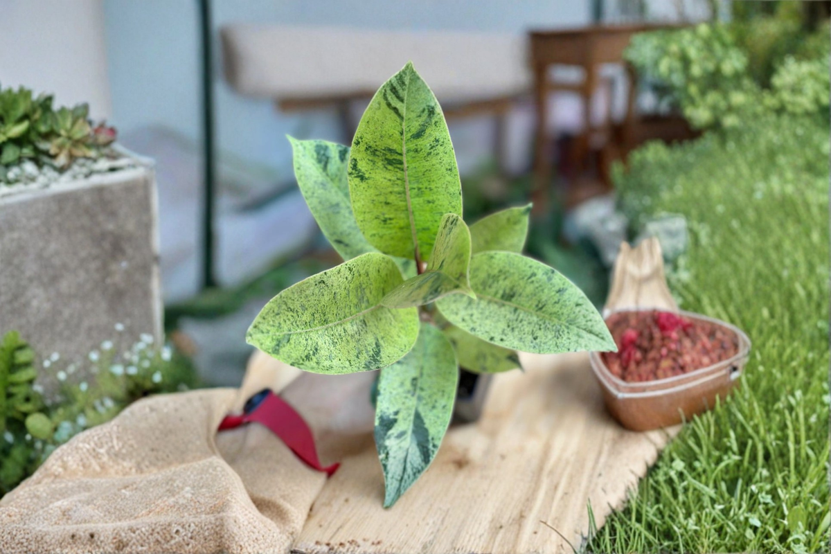 Ficus elastica ‘Shivereana’ Moonshine Live Variegated Rubber Plant - Indoor Houseplant Starter Plant