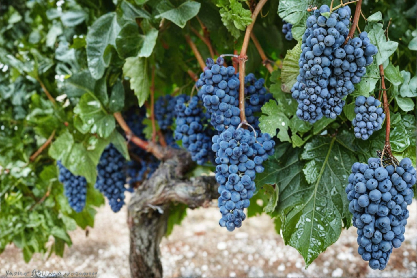 Dwarf Black Grape Seeds 30 Pack – Vitis vinifera Fruit Vine for Bonsai, Container, Garden, Black/Purple Fruit, USA Harvested