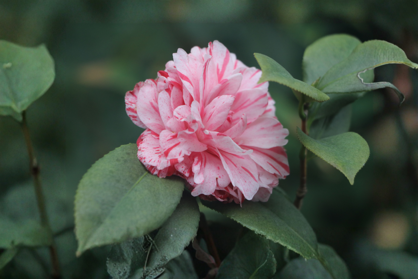 Grace Albritton Camellia Japonica Live Starter Plant - Evergreen Flowering Shrub
