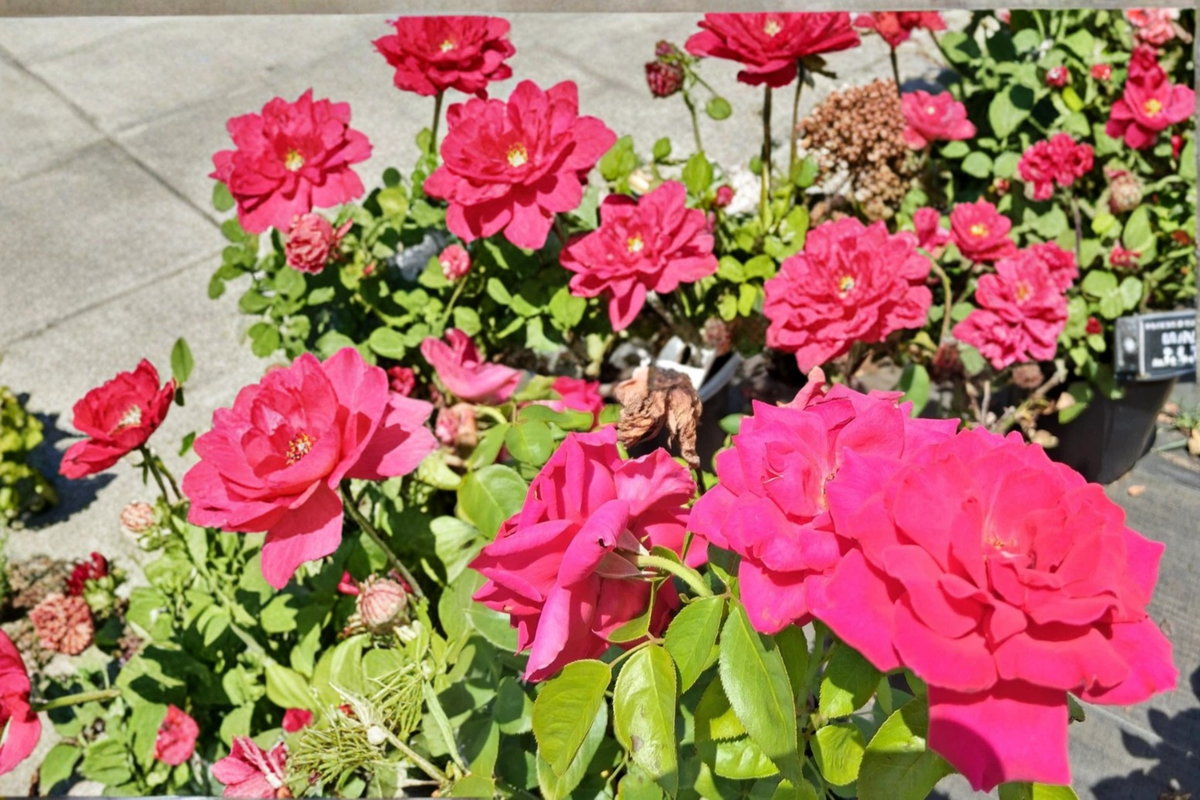 Deep Pink Hybrid Tea Rose Plant – 1 Gal Rosa ‘Voluptuous’ Live Flowering Shrub for Garden, Landscape & Borders