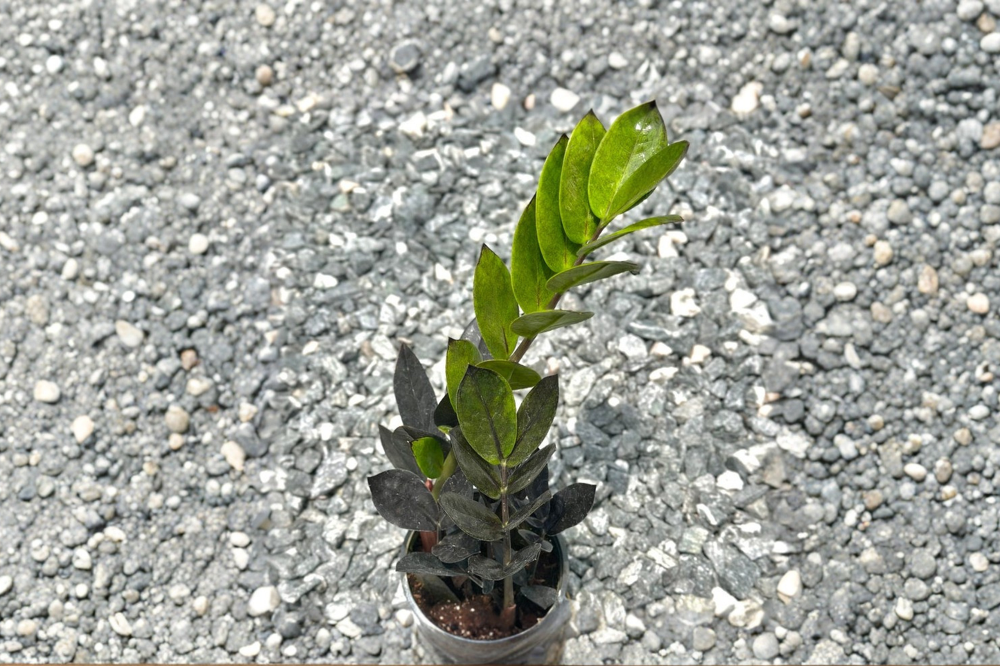 Black Queen ZZ Plant Live Indoor Plant 4 Inch Pot, Zamioculcas zamiifolia, Dark Foliage, Fully Rooted Tropical Houseplant
