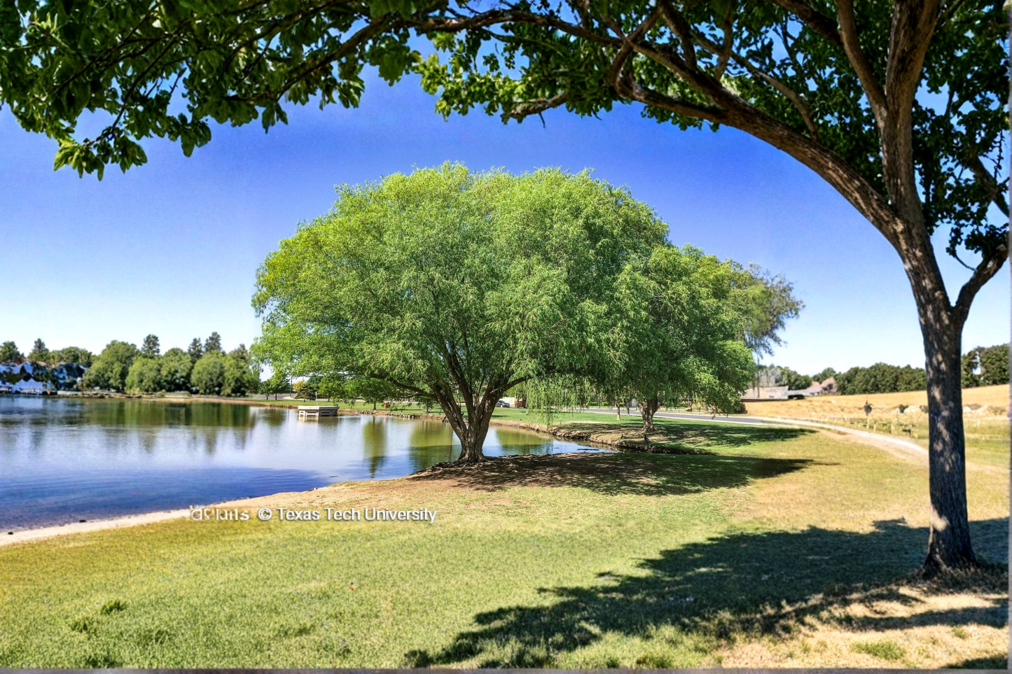 Globe Willow Tree Live Plant 4–6 ft, Deciduous Shade Tree, Salix matsudana, Fast Growing Outdoor Landscape Tree