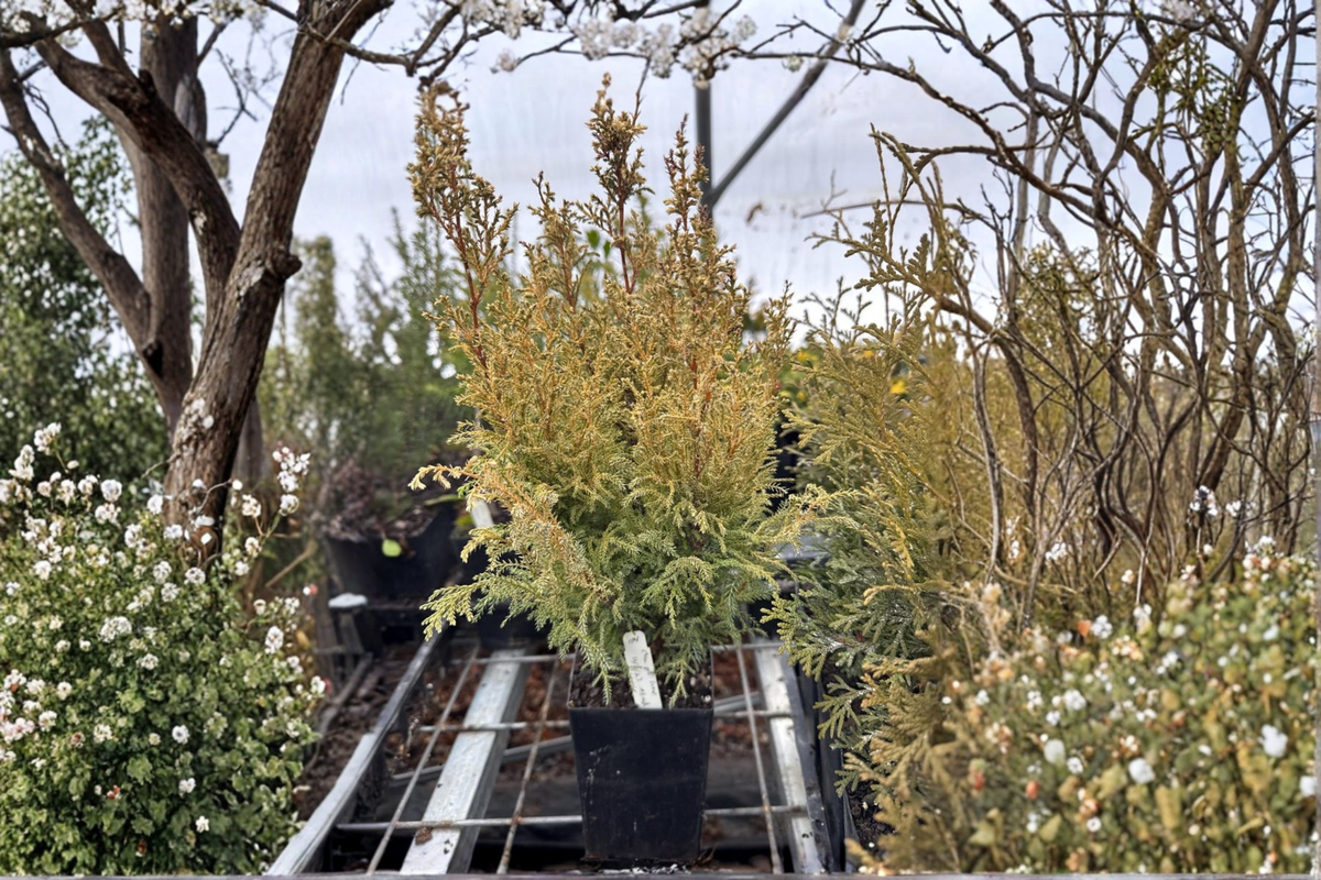Snow Cypress Live Plant 4 Inch Pot – Dwarf Evergreen with White Tip Foliage – Chamaecyparis pisifera ‘Snow’