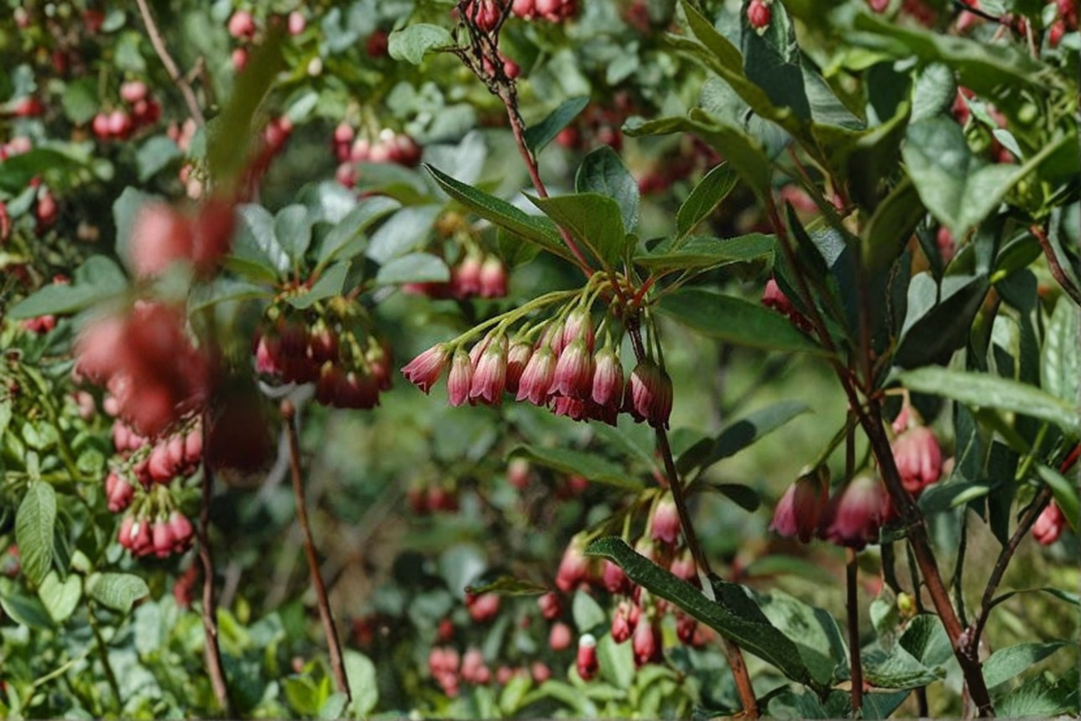 Red Velvet Enkianthus Live Plant – 2 Gallon Pot, Red Veined Flowers, Fall Color, Deciduous Shrub, Enkianthus campanulatus