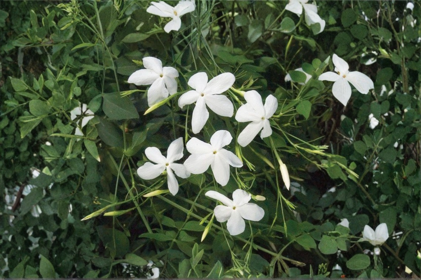 Poet's Jasmine Live Plant, 6-9 Inch Rooted White Flower Vine, Jasminum officinale, Climbing Garden & Container Plant