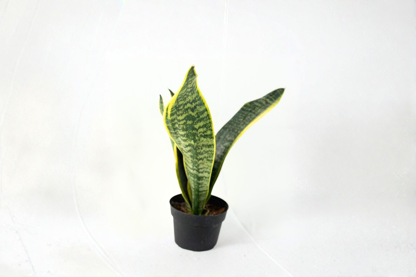 Sansevieria Laurentii Live Snake Plant - 4 Inch Pot, Indoor Houseplant, Mother in Law’s Tongue, Easy Care, Decorative Indoor Plant