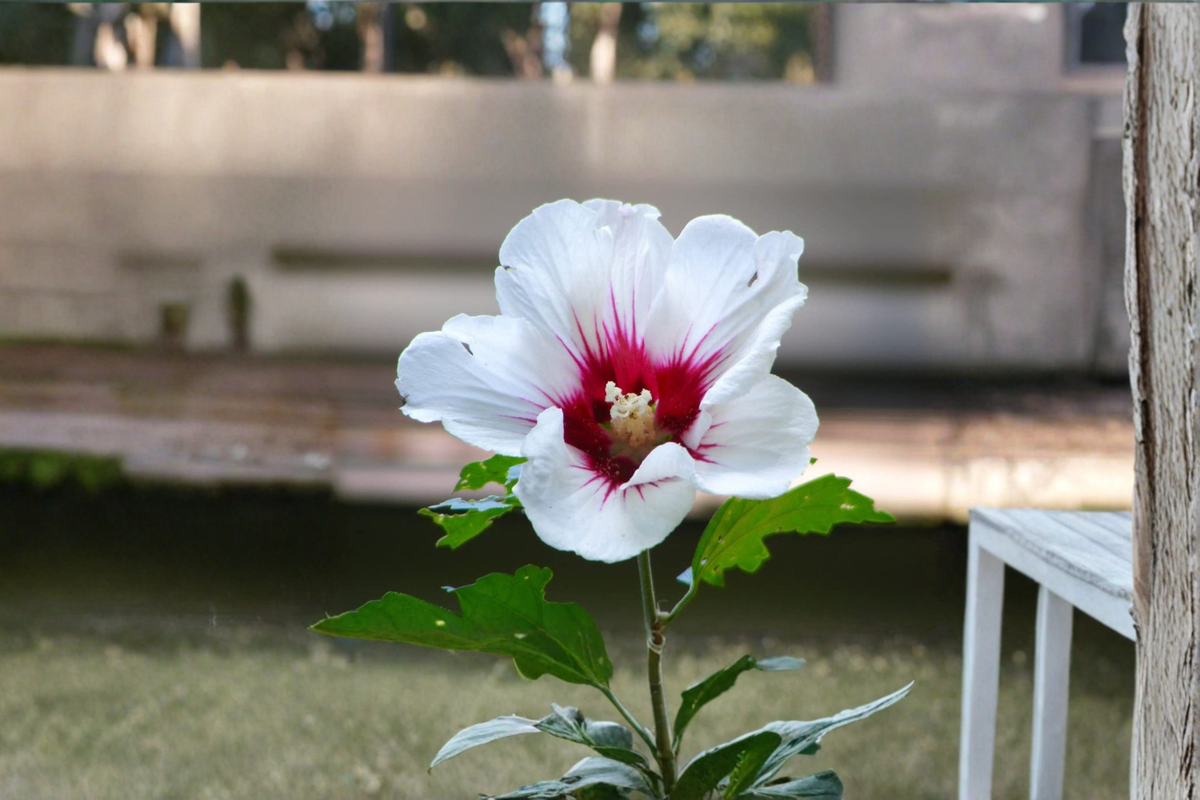 White Rose of Sharon Plant, Double White Hibiscus Shrub, 1-Gallon, Deciduous Flowering Shrub, Hibiscus syriacus