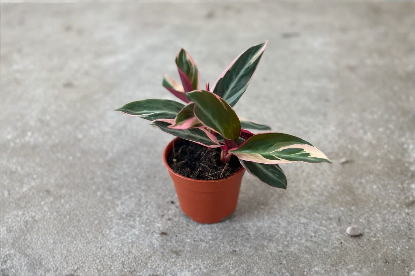 Stromanthe Triostar Live Plant – Tropical Indoor Houseplant with Pink, White, Green Foliage, 2-6 Inch Pot