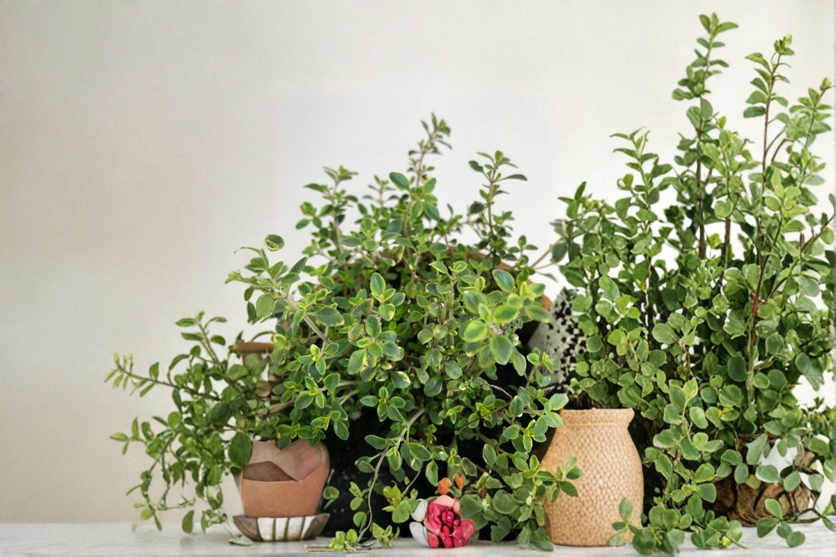 Gold Variegated Lemon Thyme Live Plant, Organic Perennial Herb, 5 Inch Rooted Plant, Variegated Foliage, Herb Garden, Container