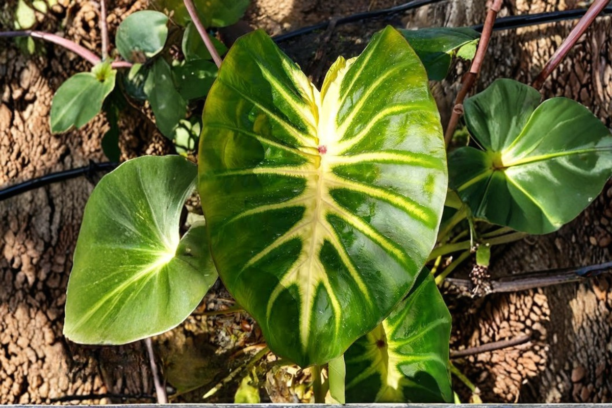 Waikiki Elephant Ear Live Starter Plant – Colocasia esculenta Variegated Tropical Foliage