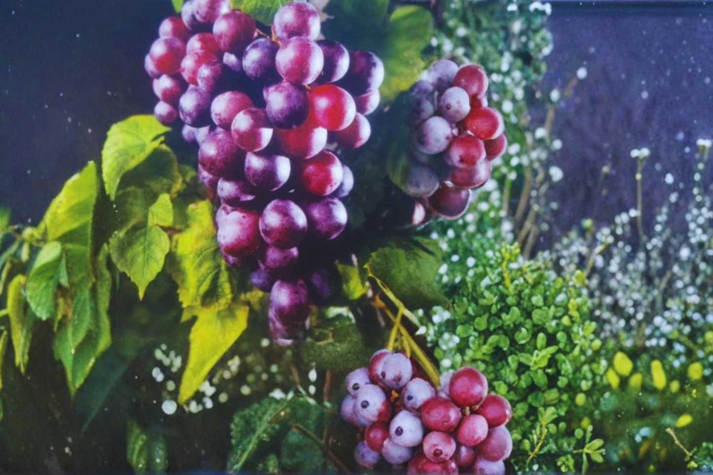 Black Southland Muscadine Grape Vine 2 Gal – Dark Purple Fruit, Climbing Vine for Garden, Vineyard, Trellis, Vitis rotundifolia