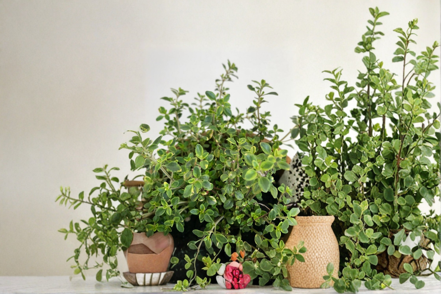 Gold Variegated Lemon Thyme Live Plant, Organic Perennial Herb, 5 Inch Rooted Thyme, Variegated Foliage, Herb Garden Plant