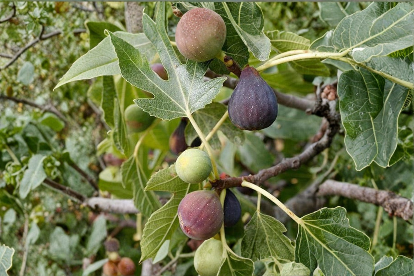 Celeste Fig Tree Live Plant, 4-Year-Old Fruiting Ficus carica 'Celeste', Compact Edible Landscape, Patio & Garden Fruit Tree