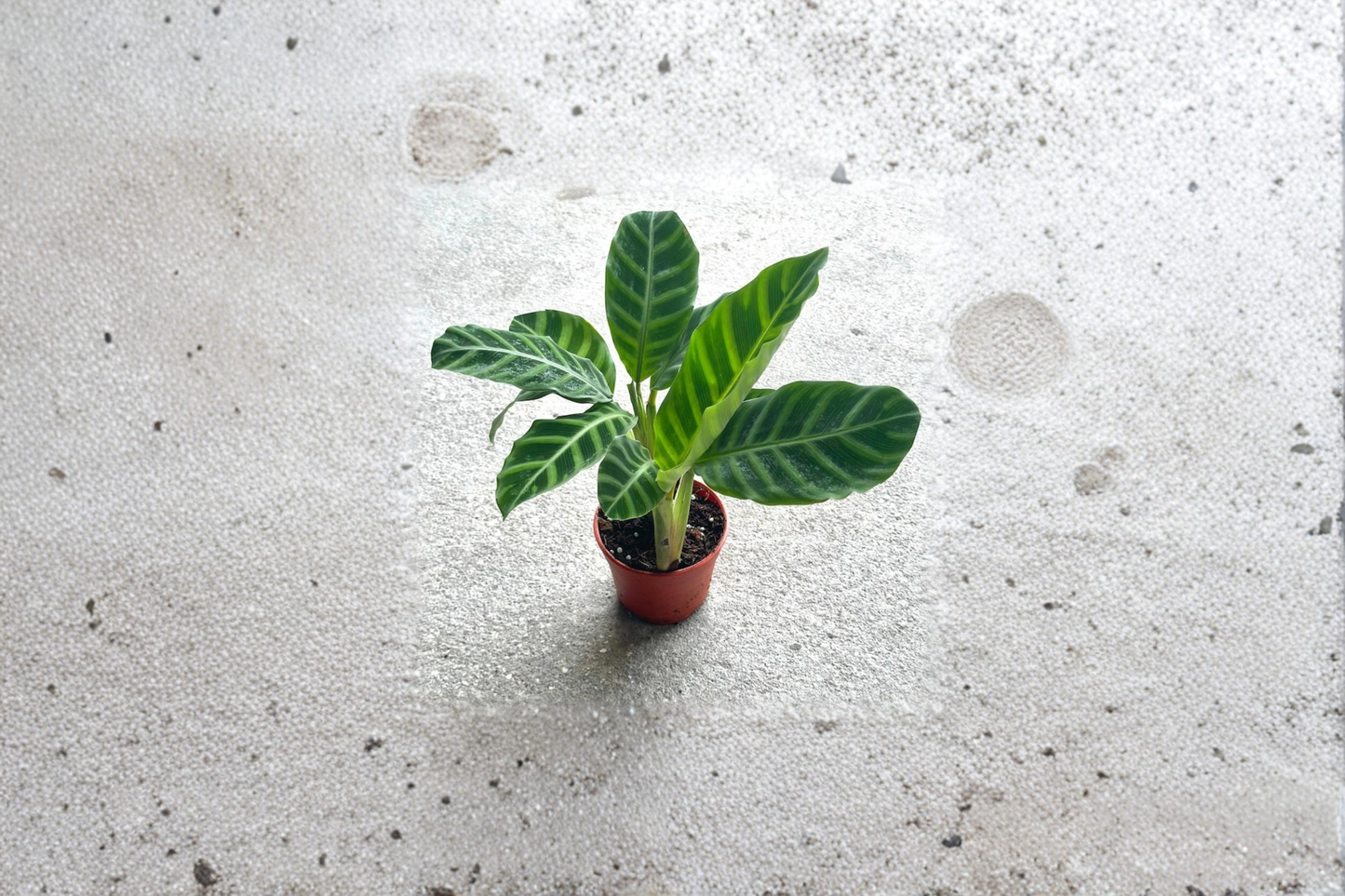 Calathea Zebrina Live Plant, Indoor Tropical Houseplant, Fully Rooted Starter, Decorative Striped Foliage, Calathea zebrina