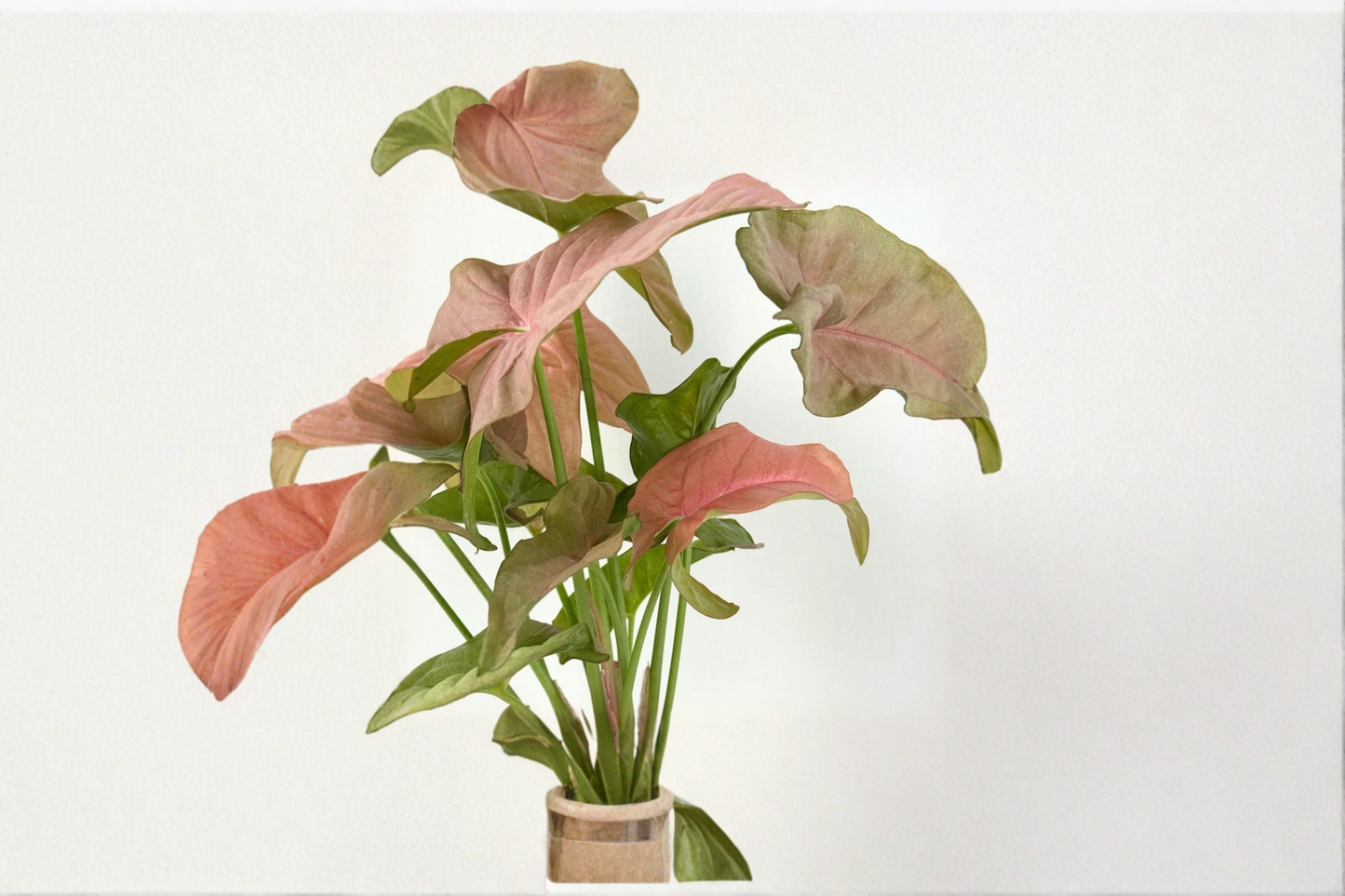 Syngonium Pink Perfection Live Plant, 4 Inch Pot, Pink Arrowhead Houseplant, Tropical Indoor Decor, Rare Gift, Syngonium podophyllum