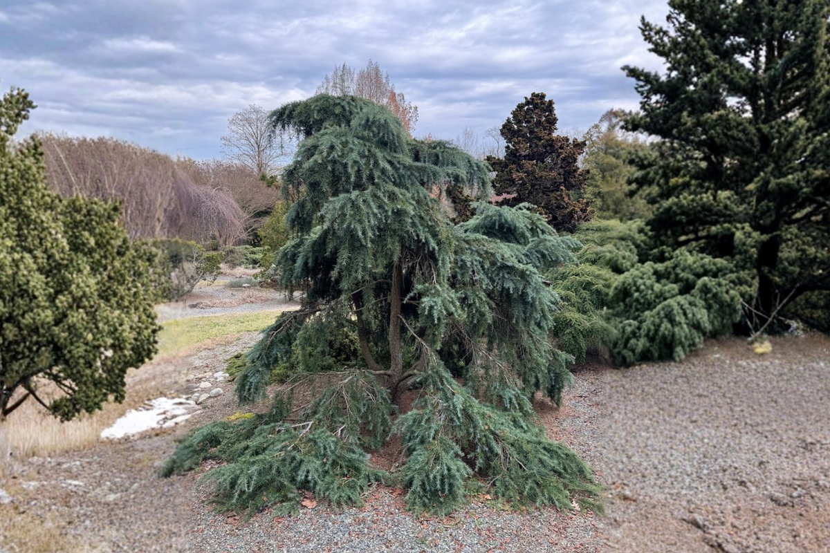 Feeling Blue Deodar Cedar Live Plant 1 Gallon Pot, Dwarf Evergreen Tree, Cedrus deodara, Blue-Green Foliage
