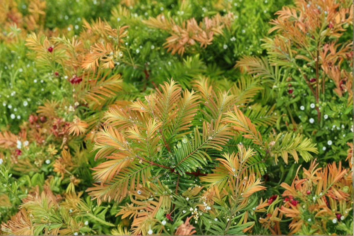 Daweswood Tawny Fleece Dawn Redwood Live Plant – 8 Inch Grafted Deciduous Conifer Tree – Metasequoia glyptostroboides