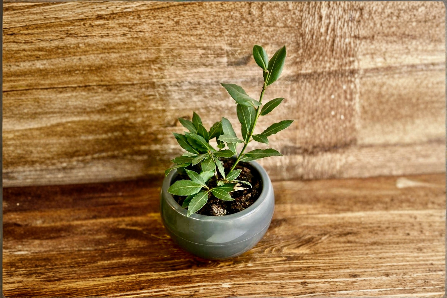 Live Small Bay Laurel Plant, Evergreen Herb Tree, Laurus Nobilis for Herb Gardens & Containers