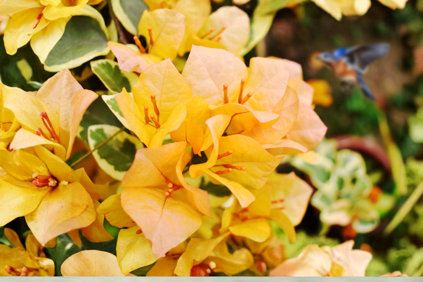 Yellow Bougainvillea Live Plant – 6 Inch Pot with Trellis – Fast Growing Vine