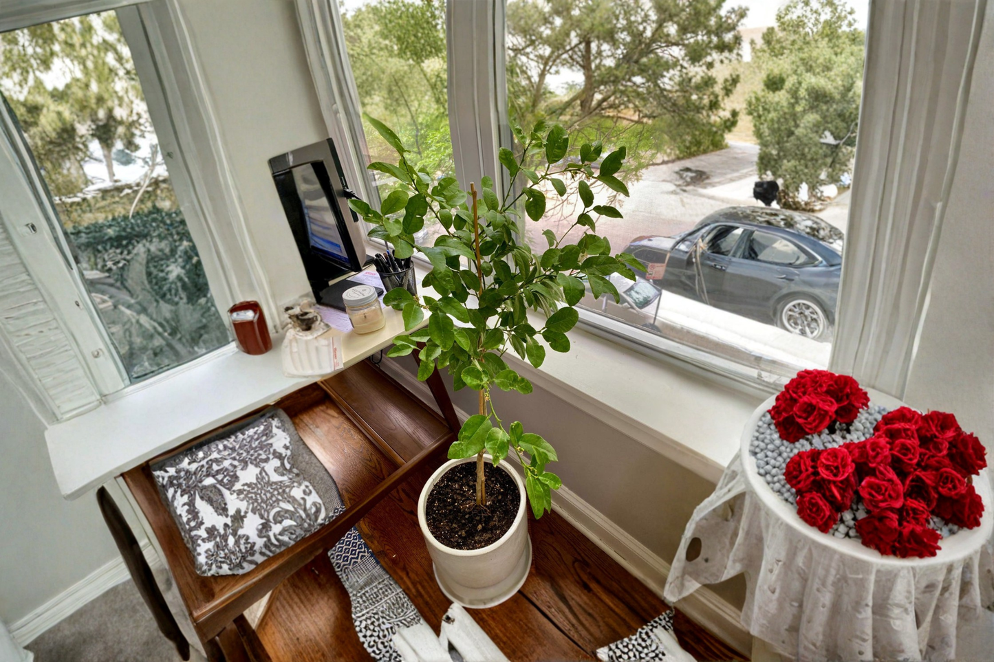 Thornless Key Lime Tree Grafted Live Plant, Fruiting Citrus Tree for Patio, Garden, Orchard, Citrus Aurantiifolia