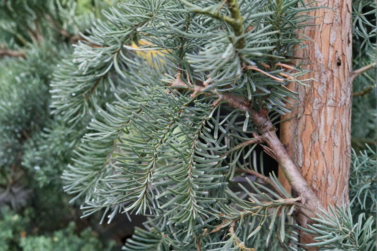 DelBar Cascade Noble Fir Live Plant, 1 Gallon Pot, Weeping Blue-Green Foliage, Abies procera, Evergreen Conifer Tree for Landscape