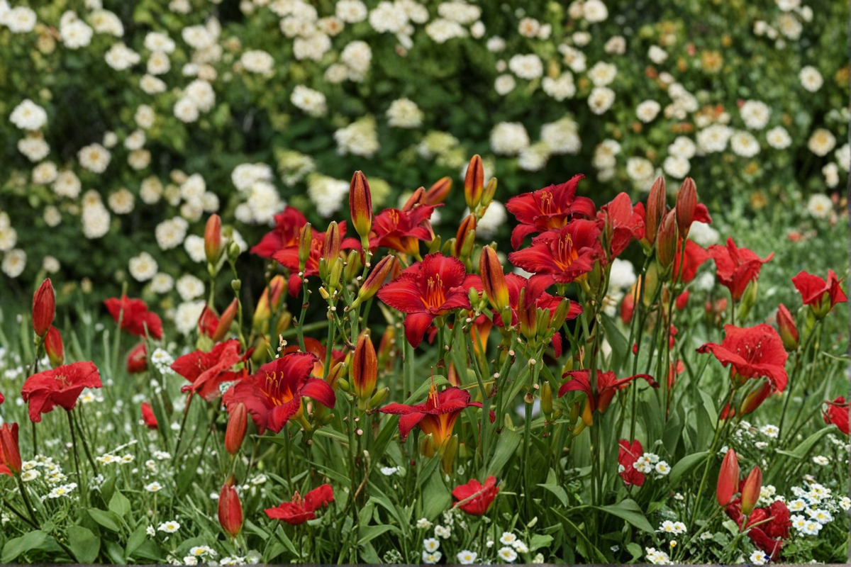 Chicago Apache Daylily Bare Root Plants – Deep Red Flowers, Perennial, Easy Care, Garden Border, Hemerocallis