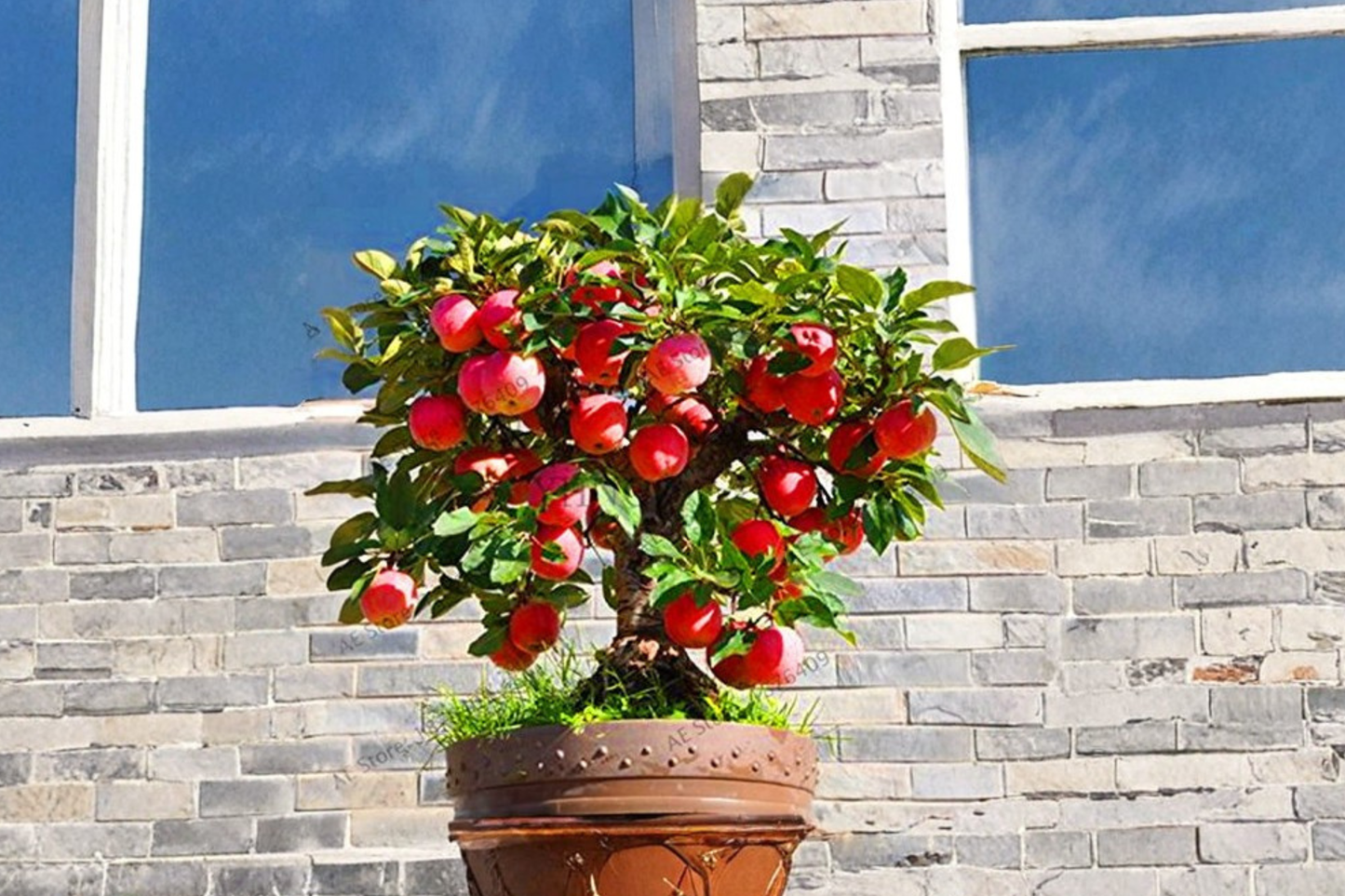 Semi Dwarf Apple Seeds 4 Pack | Malus domestica Fruit Tree for Indoor Outdoor Garden | Compact, Edible Landscape, USA Seller