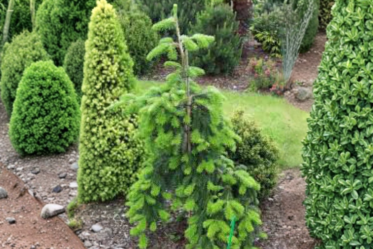 Weeping Veitch Fir Pendula Live Plant – 12-Inch Abies veitchii Evergreen Conifer in 1 Gallon Pot