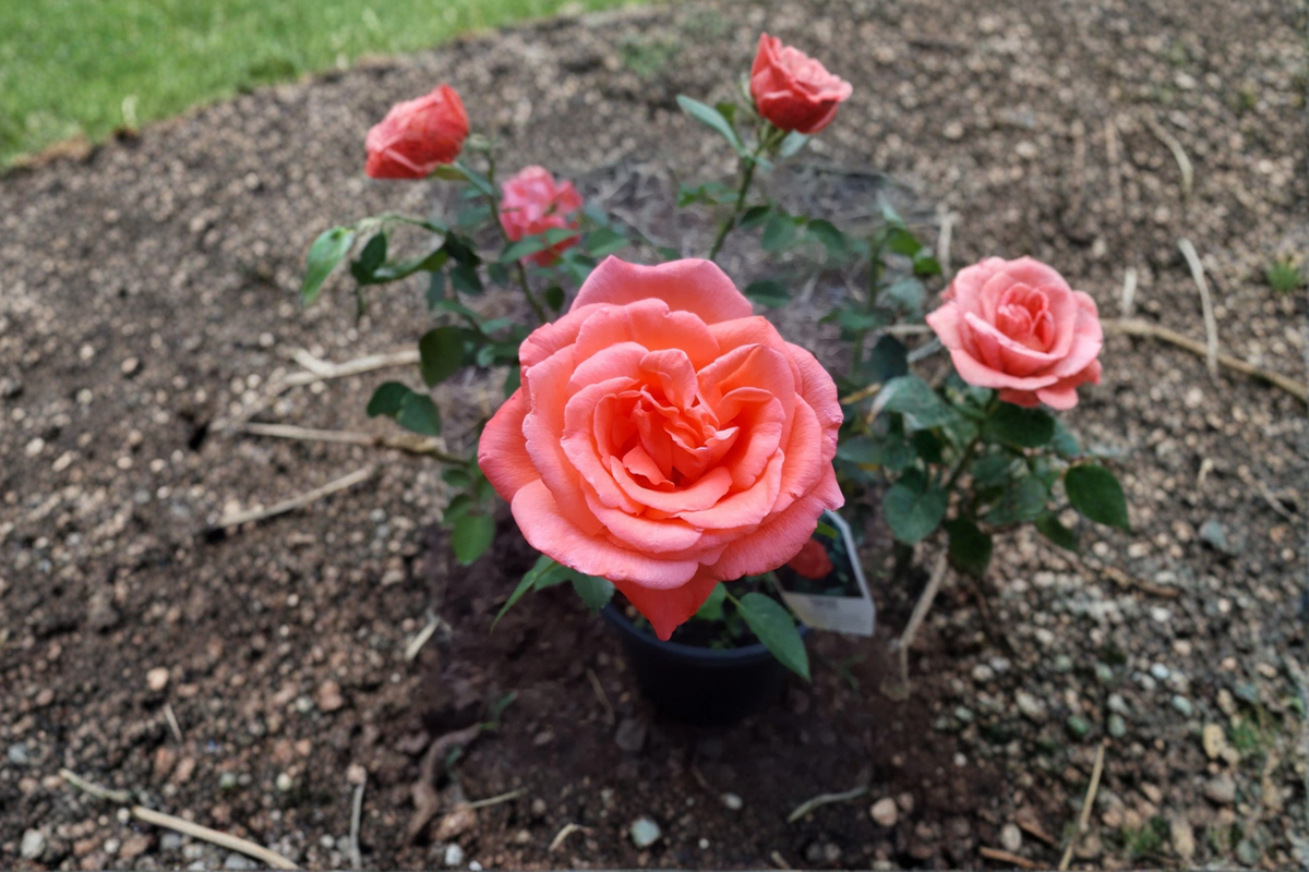 Tropicana Hybrid Tea Rose Plant 5 Gal | Large Orange Blooms | Live Garden Flowering Shrub | Outdoor Landscape Rose