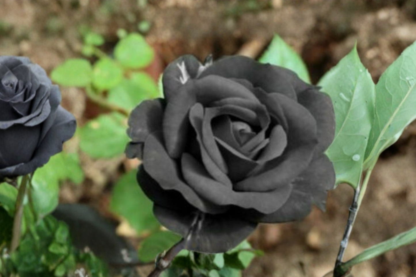 Dark Purple Rose Seeds - Rare English Rose Variety for Ornamental Gardens, Flower Beds & Containers, Rosa spp.