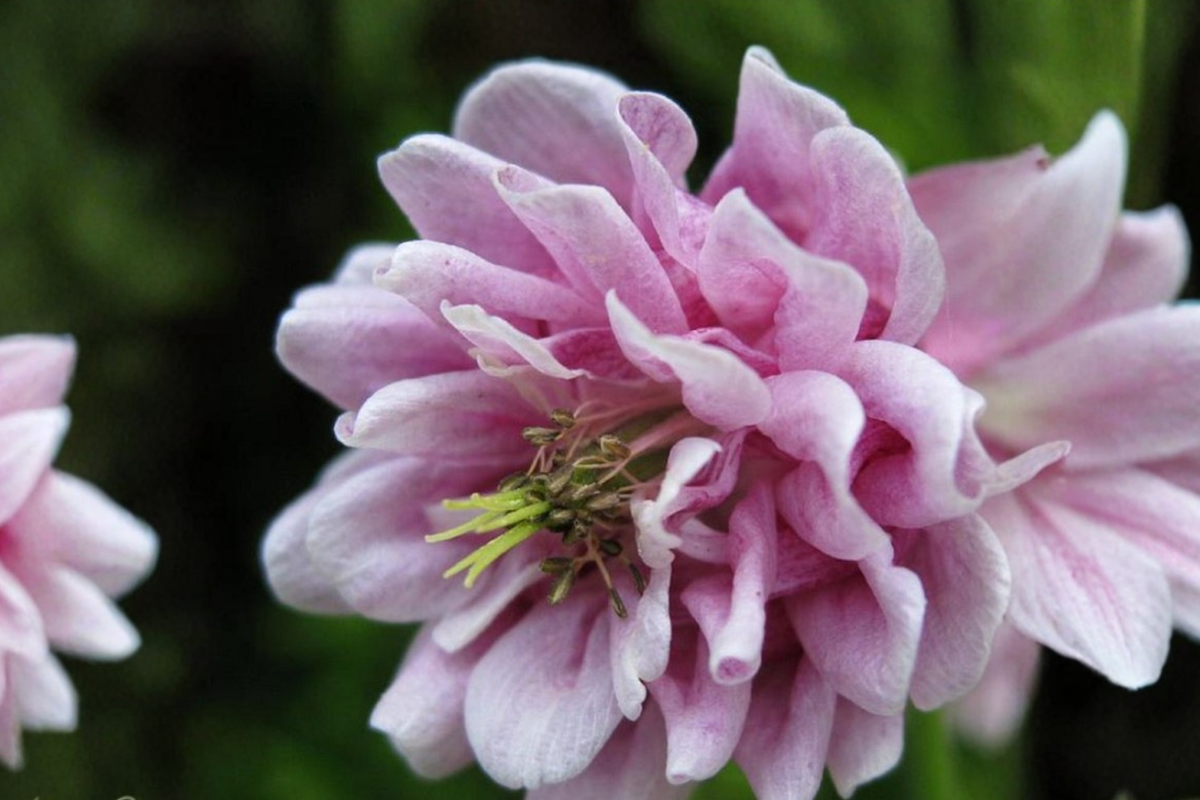 Double Rose Columbine Seeds 10 Pack, Aquilegia hybrid, Rose Pink, Flowering Perennial, Cottage Garden, Pollinator Friendly