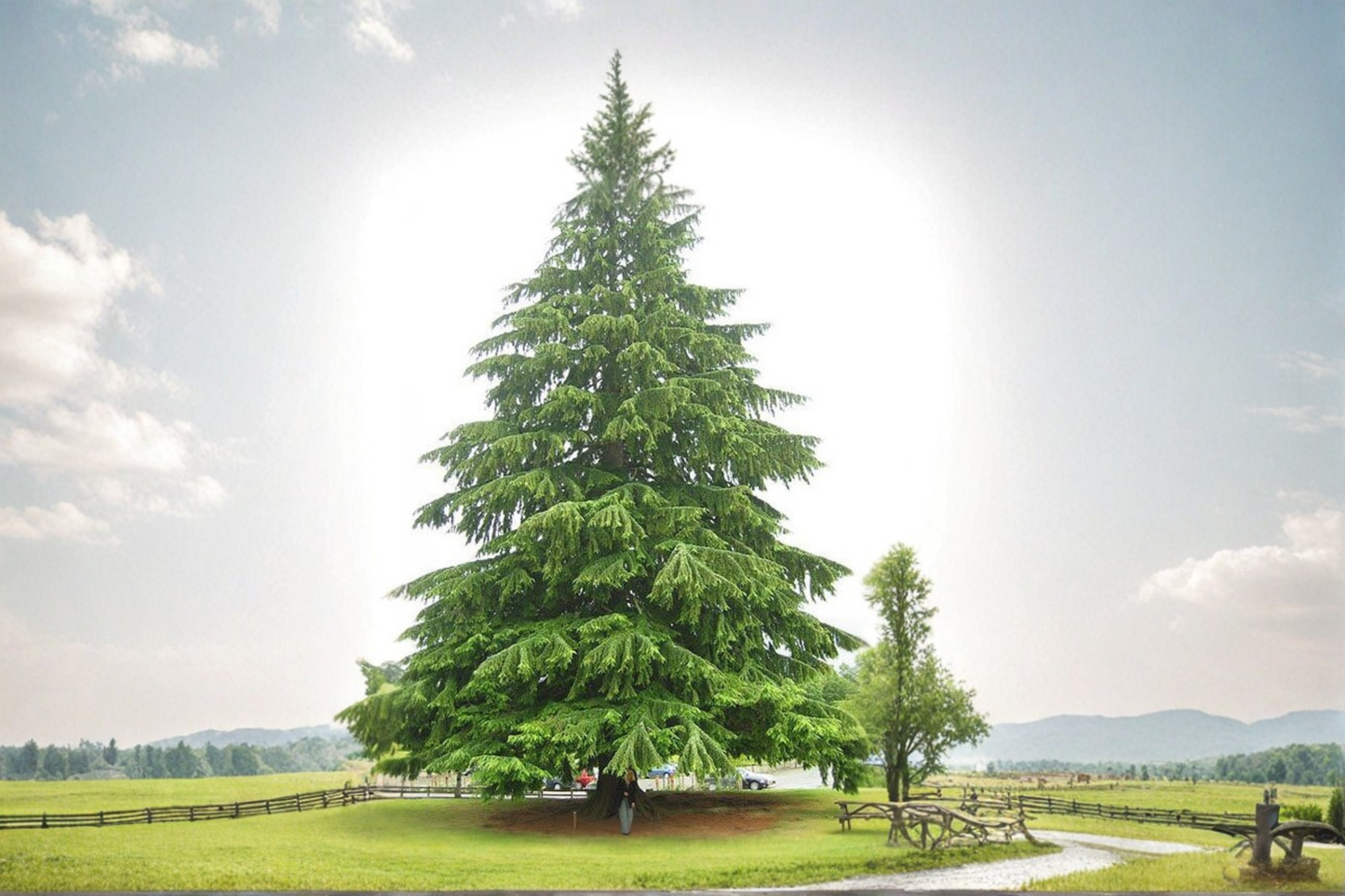 Mt Rainier Hemlock Live Plant – 10 Inch Dwarf Evergreen Conifer for Shade Gardens, Tsuga canadensis ‘Mt. Rainier’
