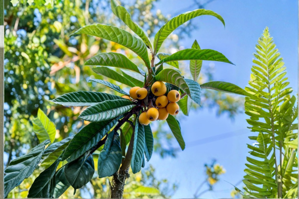 Live Loquat Tree – Up to 4ft Tall, Evergreen Fruit Tree, Eriobotrya japonica, Ready to Plant for Backyard Orchard & Garden
