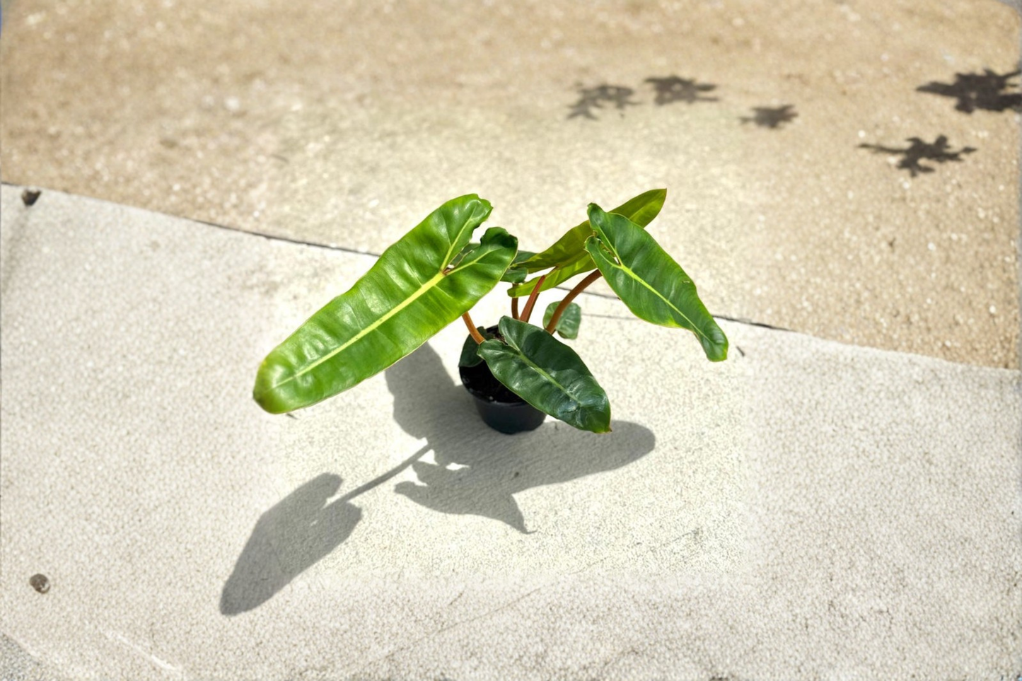 Philodendron Billietiae Live Plant | 4 Inch Pot | Orange Stems & Elongated Green Leaves | Tropical Houseplant for Indoor Decor