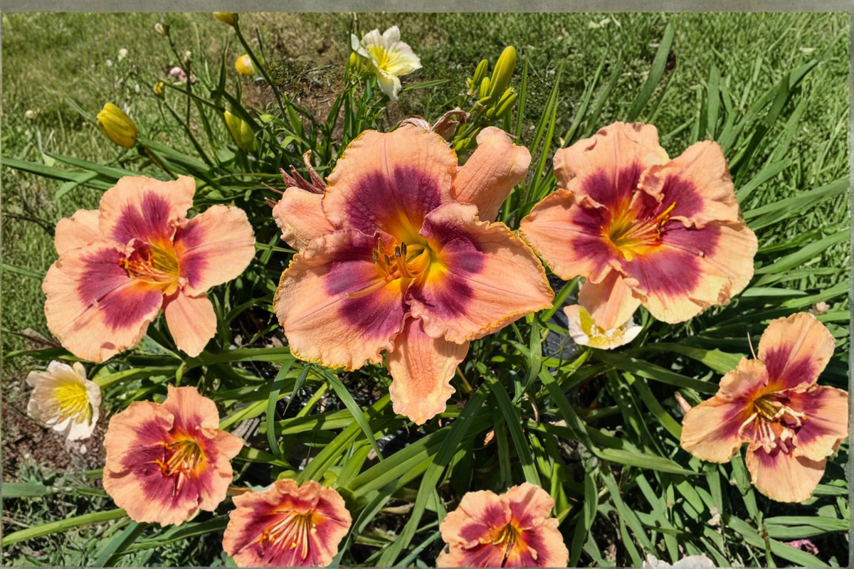 Daylily Joe Marinello Bare Root Plants – Red Perennial for Summer Garden Flowers, Hemerocallis