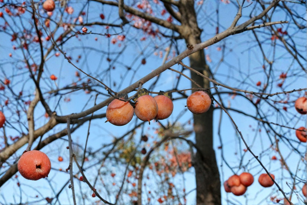 American Persimmon Tree Live Plant 3 Gallon Pot Diospyros virginiana Native Fruit Tree for Yard Garden